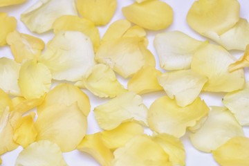 Blurred a pile of yellow rose corollas on white isolated background with softly style