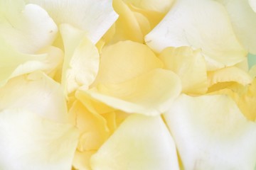 Obraz na płótnie Canvas Blurred a pile of yellow rose corollas on white isolated background with copy space and softly style