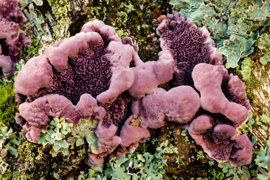 Detailed view of Silver-leaf fungus (Chondrostereum purpureum) specimen on decaying deciduous tree. Mouth-shaped mushroom with vivid violet and purple colors.