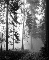 Misty, mysterious forest view. High trees, pathway goes deep into mist. Monochrome photograph digitized (negative scan), film grain. Augustow Primeval Forest, Poland.