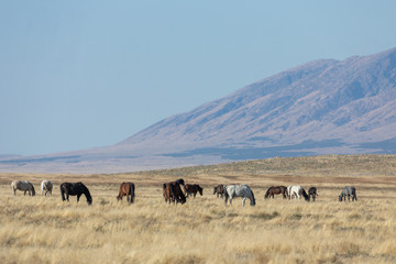 Wild Horses in Autumn in the Utah Desert