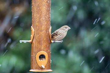 A gray sparrow perches on a copper feeder in with snow flurries and soft focus background