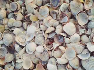 shells on the beach