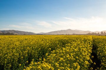 A field of rape blossoms with bright yellow flowers before being harvested to make canola oil in Canterbury, New Zealand