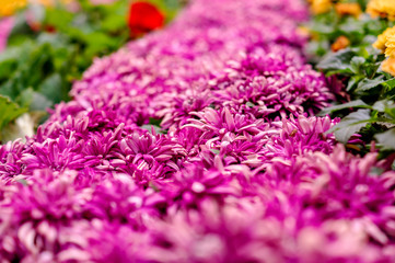 Chrysanthemum blooming in the autumn garden. Horizontal chrysanthemum with blurred background. Defocused photo. Blurred soft background of flowers with bokeh effect