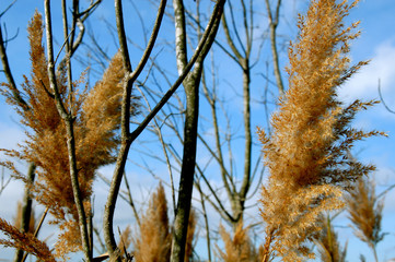 Close up view of fragmite and branches against blue sky at Prime Hook Natoinal Wildlife Refuge, Delaware
