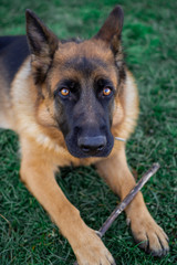 German Shepherd lying in the grass, cute, adorable and protector dog. Police dog. Warm Eyes.