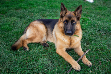 German Shepherd lying in the grass, cute, adorable and protector dog. Police dog. Warm Eyes.
