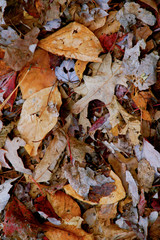 Fall leaf on forest floor montage of red, yellow, orange and brown leaves great fr background