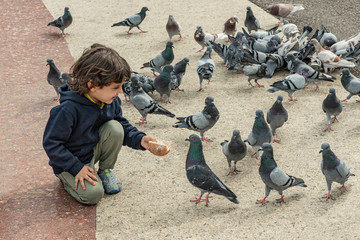 Fototapeta premium Little boy feeding a group of pigeons. Friendly boy shares his bread to hungry pigeons