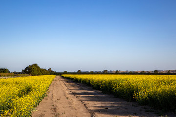 A field of rape blossoms with bright yellow flowers before being harvested to make canola oil in Canterbury, New Zealand