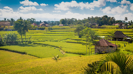Obraz premium Rice field in Bali