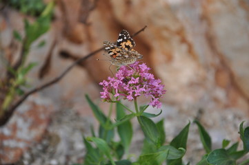 Butterfly painted ladies on flower (Vanessa cardui)