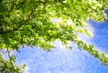 hawthorn blue water
