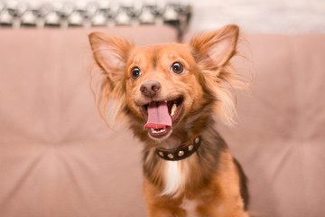 little mischievous red-haired dog on the couch