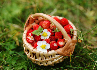 wild strawberries in the basket