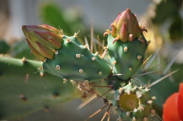 prickly pear cactus