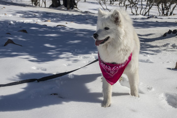 the beautiful American Eskimo Dog  was happy during falling the snow in Jordan 