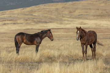 Wild Horses in Autumn in the Utah Desert