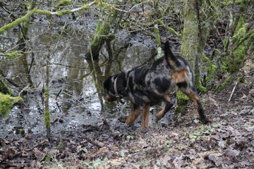 Chienne Beauceron qui s'amuse dans les flaques d'eau en forêt