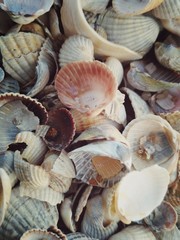 shells on the beach