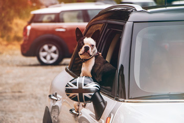 Dog looking out the window of a car
