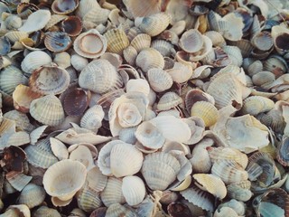 shells on the beach