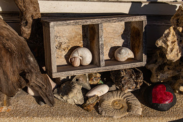 small wooden shelf with snail shells in it between stones, driftwood and fossils