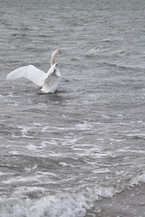 Swan on a waving surface of stormy sea water. Copy space.