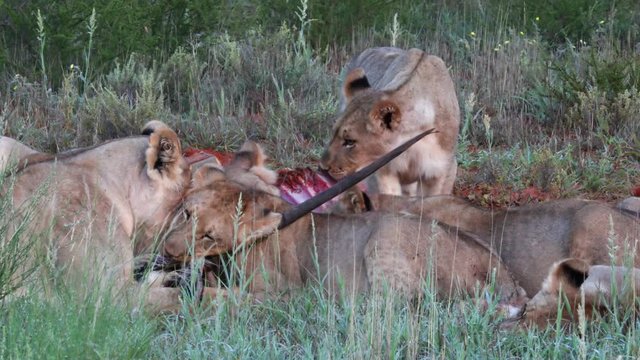 A pride of lions share a meal: a recently killed Gemsbok Antelope