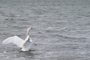 Fototapeta premium Swan on a waving surface of stormy sea water. Copy space.