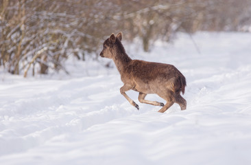 Obraz premium Delicate wild deer in winter landscape, on the field outside the forest
