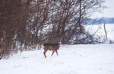 Delicate wild deer in winter landscape, on the field outside the forest