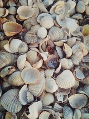 shells on the beach