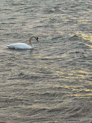 Swan on a waving stormy sea water in a reflection of golden sunset light. Copy space.