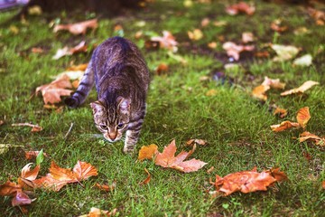 cat in autumn forest