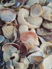 sea shells on the beach