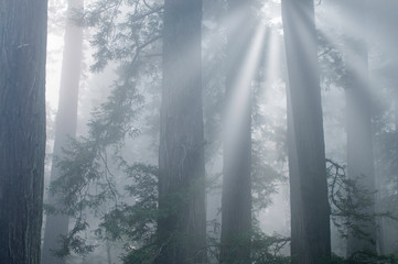 Landscape of coastal redwood forest in fog with sunbeams, Prairie Creek State Park, California, USA