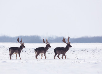 Group of delicate wild deer in winter landscape, on the field outside the forest