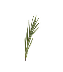 Fresh green rosemary isolated on white. Aromatic herb