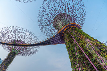 Super Tree, Singapore