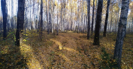 autumn road in the forest