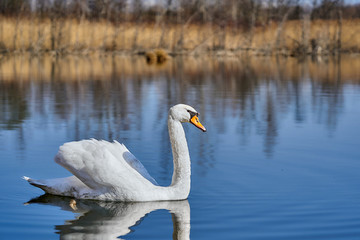 The white mute swan Cygnus olor in Czech Republic