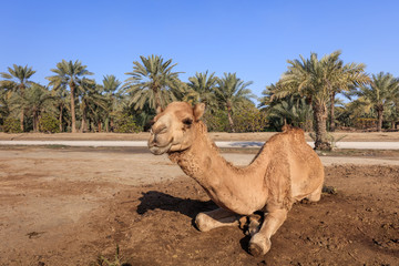 camel on the royal camel farm in the Bahrain