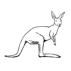 Beautiful kangaroo hand drawn sketch isolated on white.
