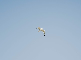 seagull flying in the sky