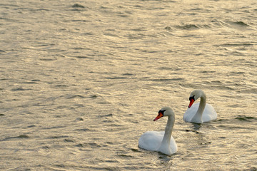 Naklejka na ściany i meble Couple of swans on a waving stormy sea on a sunset. Copy space.