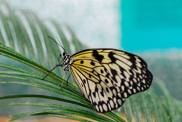 Fototapeta na wymiar Little black and white butterfly Idea leuconoe macro photography