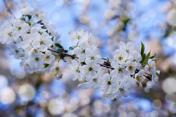 Obraz premium Flowers cherry close up. A tree branch in white flowers against a blue sky and bokeh. Spring in the garden