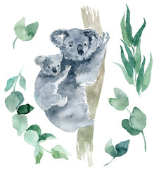 watercolor illustration of a koala with eucalyptus branches on a white background. The symbol of Australia is a cute koala bear with a cub behind its back. Koala sketch hand-drawn. © Anastasiia